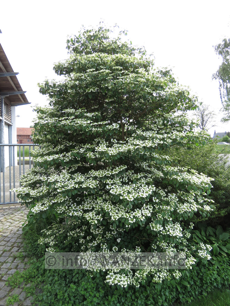 Viburnum plicatum Watanabe 02 Sol 2.JPG